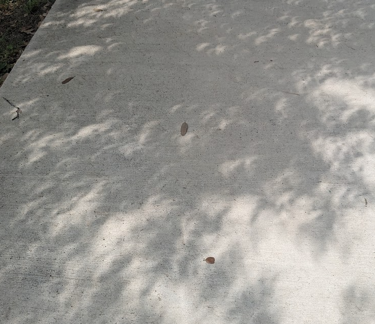 Little Sun Coassons
